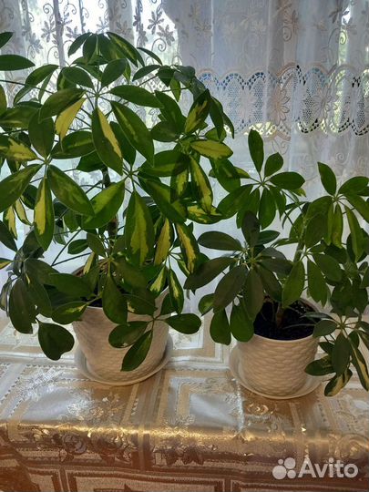 Комнатные цветы шефлера