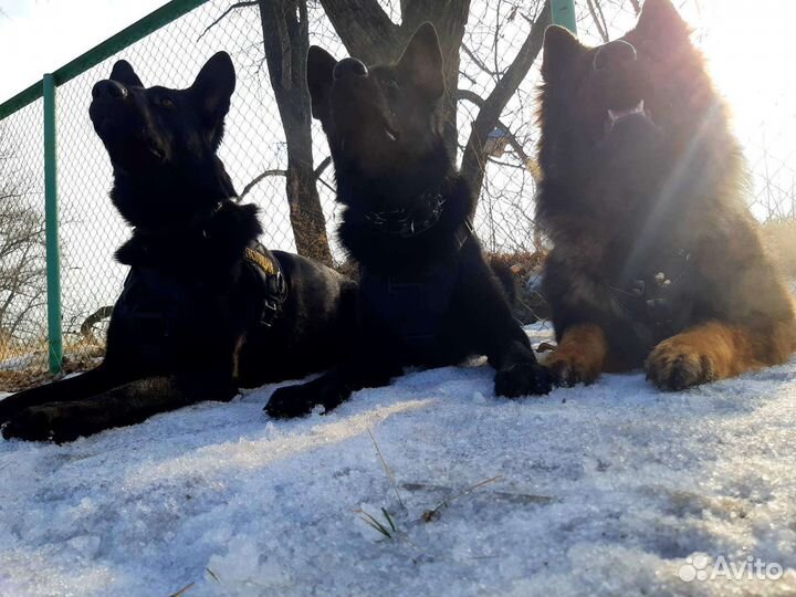 Кинолог Дрессировка Воспитание Коррекция поведения