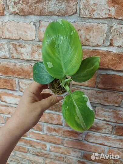 Филодендрон белый волшебник