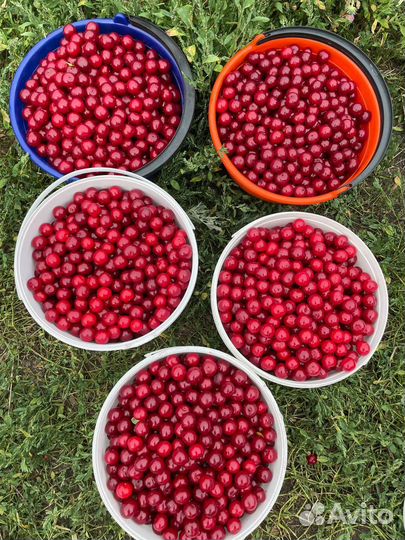 Вишня 12.07 сегодня