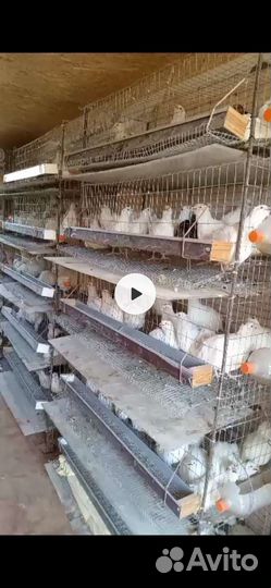 Клетки для перепелок