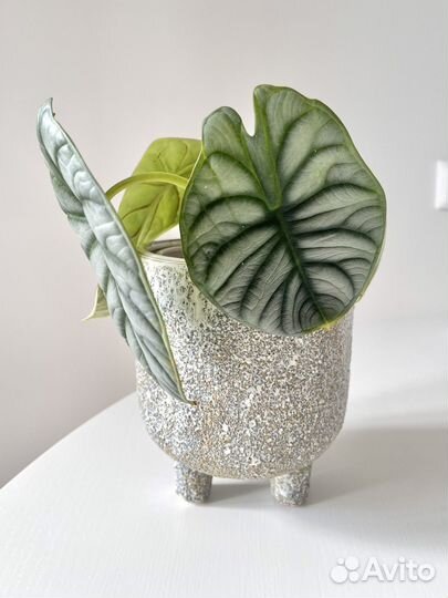 Алоказия Сильвер Дракон