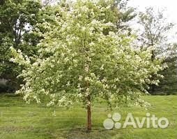 Черёмуха сортовая в ассортименте