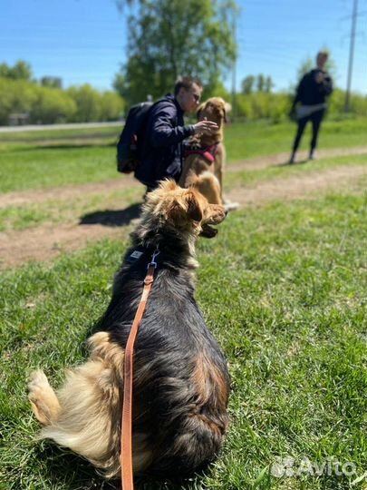 Собака Мотечка