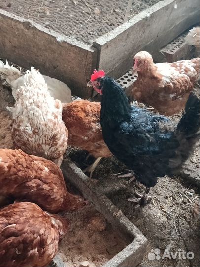 Продам куриц