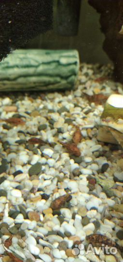 Анциструс lb 16