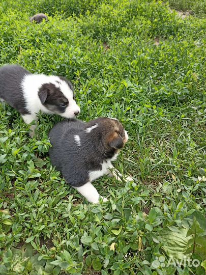 Успокаивающие щеняточки