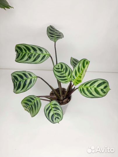 Ктенанта бурле макс