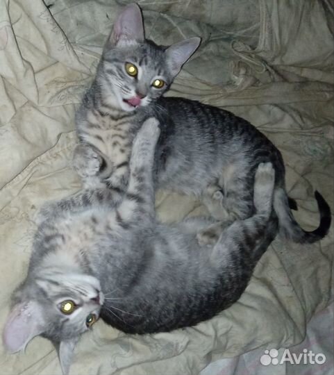 Два котенка ждут своих хозяев