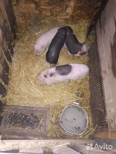 Вьетнамские вислобрюхие поросята