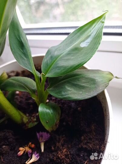 Карликовый банан, комнатный, плодоносящий