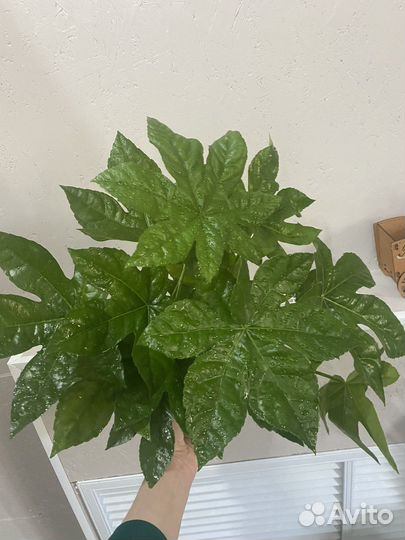 Комнатные растения