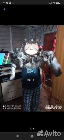Котята мейн-кун помесь
