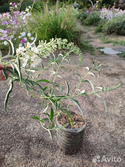 Будлея давида