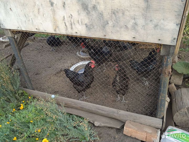 Петухи, птица