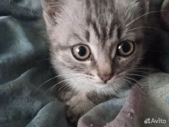 Британская серая кошка