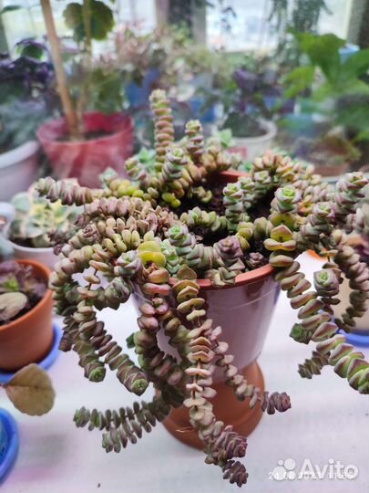 Суккуленты Крассула Марнье 