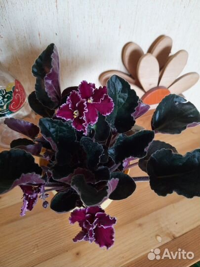 Фиалка сортовая