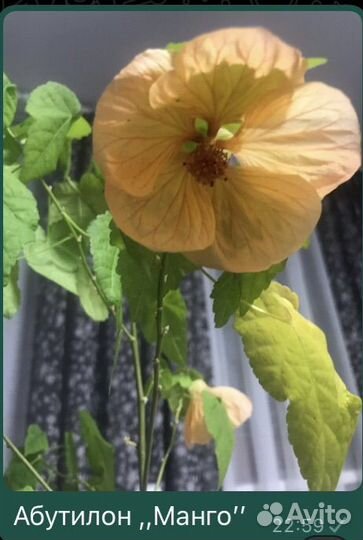 Клен комнатный абутилон