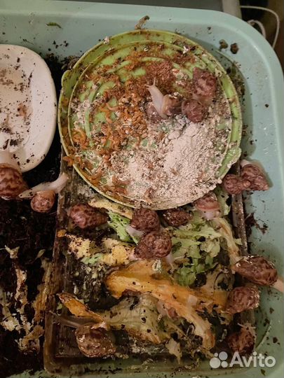 Улитки ахатины маленькие