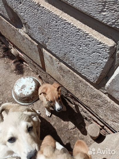 Отдам в добрые руки щенков беспородных - 4 месяца