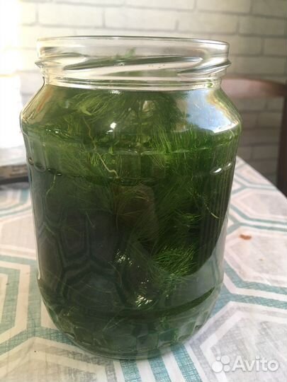 Роголистник