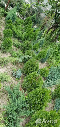 Хвойные растения