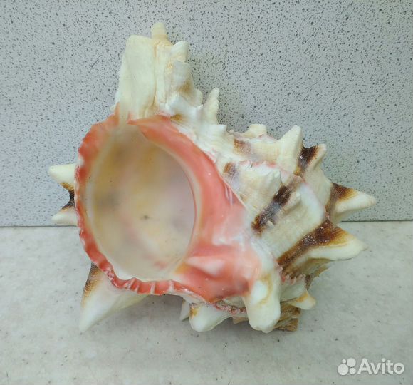 Мурекс Брассика 9,7 морская ракушка раковина