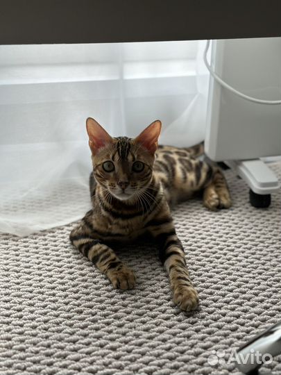 Бенгальский кот