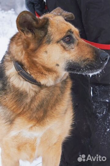 Помогите облегчить жизнь собаке Зайке