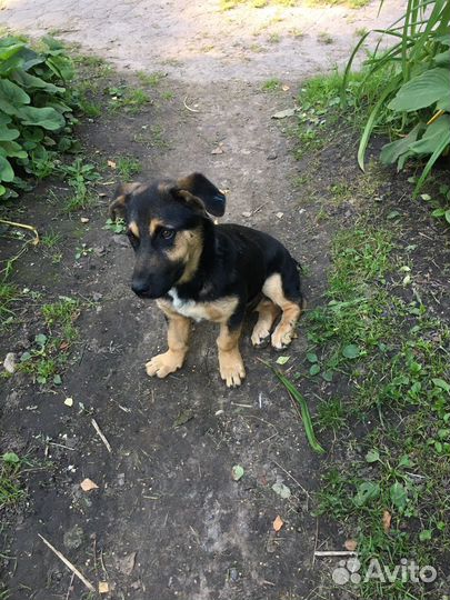 Маленькая собака в добрые руки бесплатно