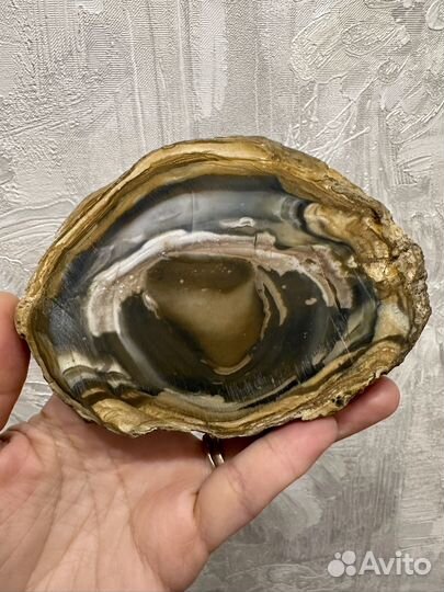 Окаменелое дерево