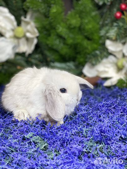 Кролики нежные, ласковые
