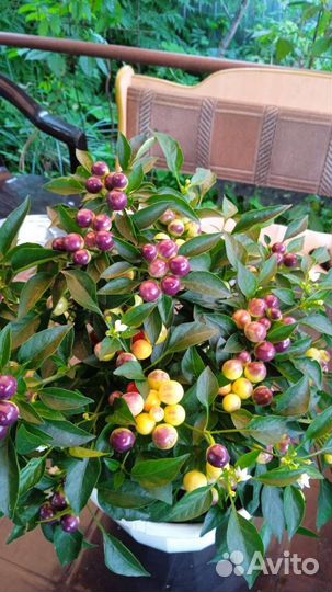 Острый перчик многолетний очень красивый