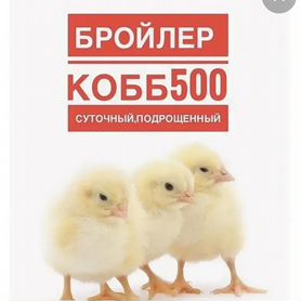 Цыплята бройлеры кобб 500