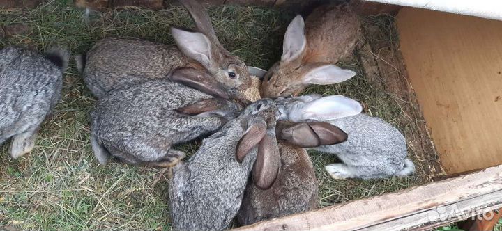 Кролики серый великан