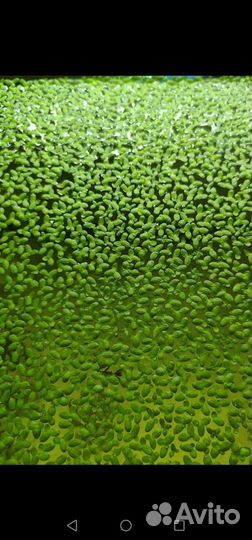 Креветки, улитки катушки