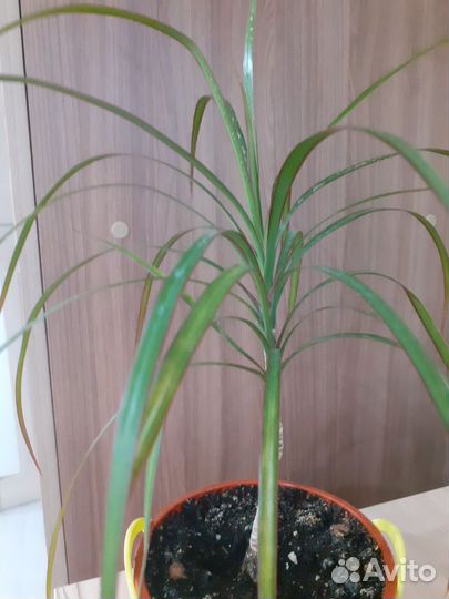 Комнатные растения