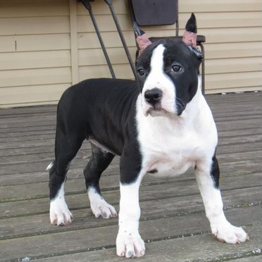 Американский стаффордширский терьер, щенок