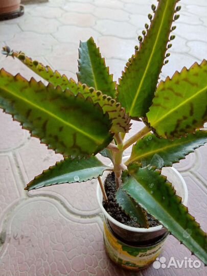 Каланхое лечебное, готовое к применению