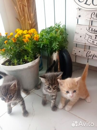 Котята в добрые руки