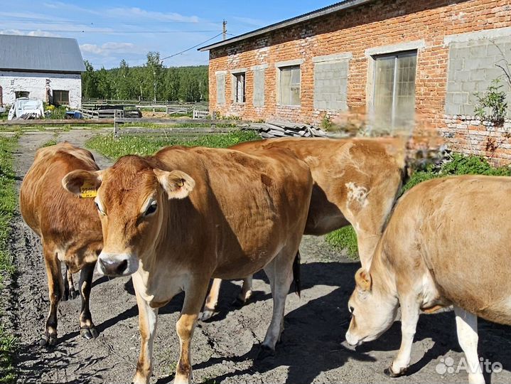 Телка Джерси