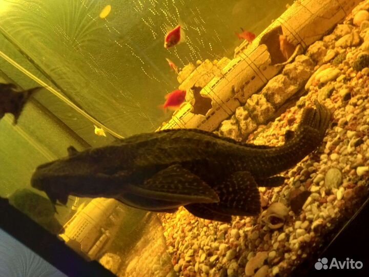 Аквариумные рыбки