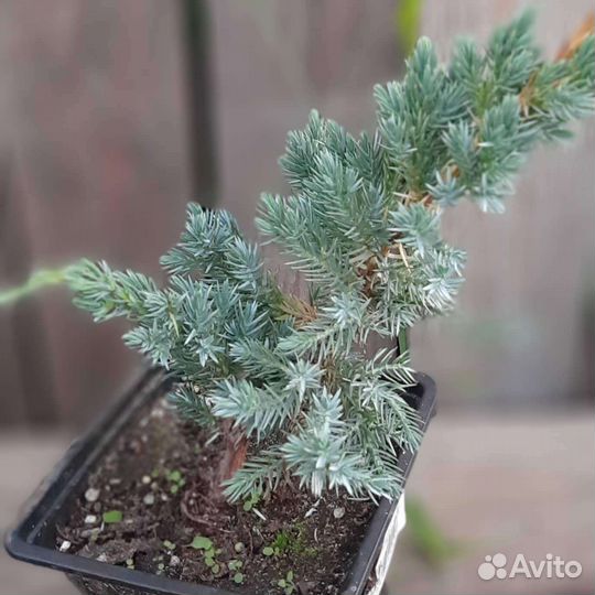 Хвойные растения