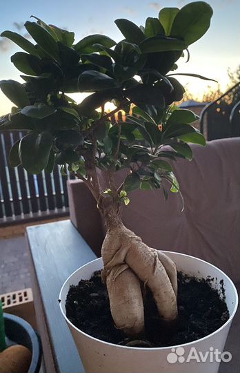 Фикус микрокарпа бонсай