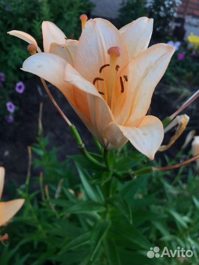 Лилии луковицы