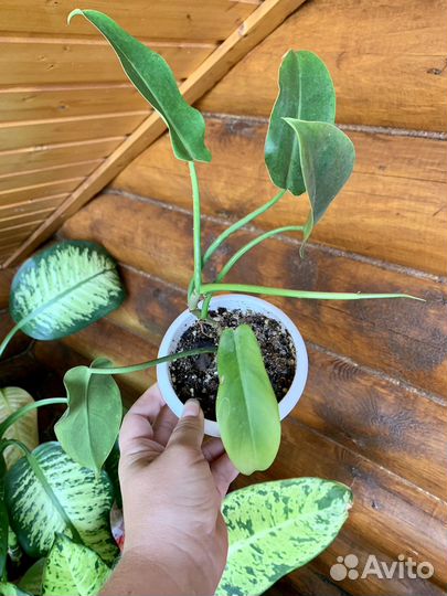 Монстера, филодендроны