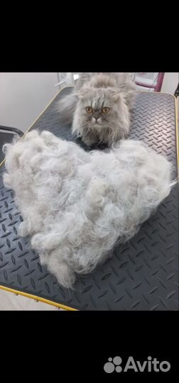 Груминг, стрижка кошек