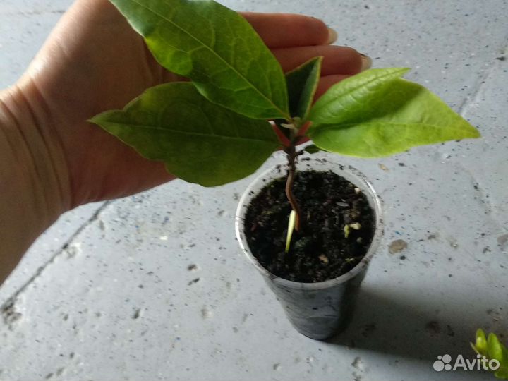 Хурма королёк