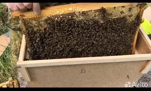 Пчелопакеты